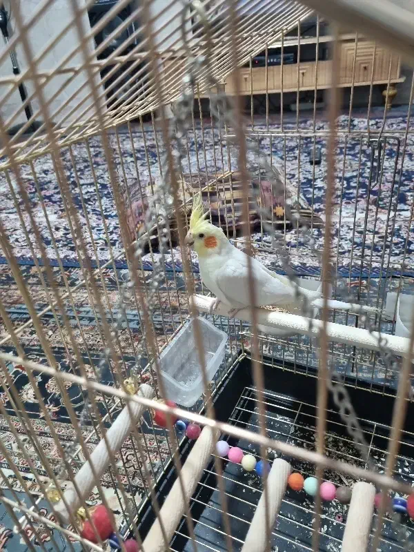 فروش عروس با قفس|پرنده|قم, شهرک امام حسن|دیوار