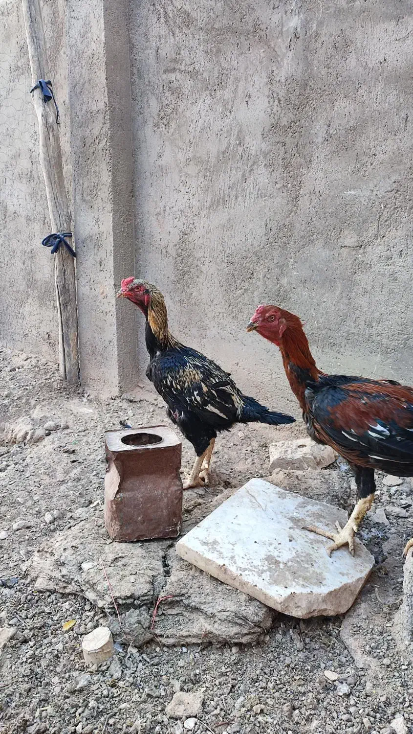 خروس لاری|حیوانات مزرعه|تایباد, |دیوار