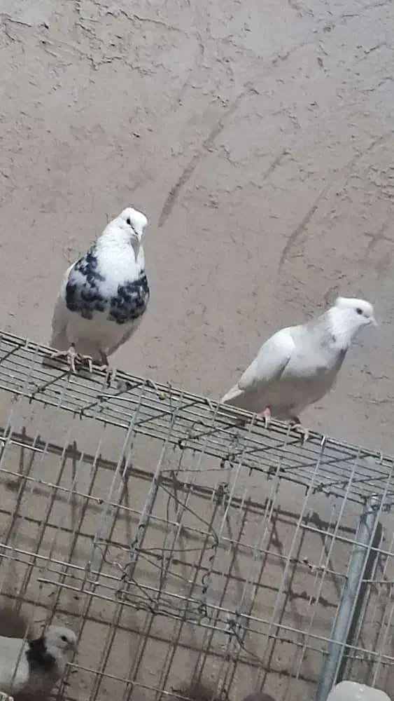 طوقی|حیوانات|مرودشت, ژیان|دیوار