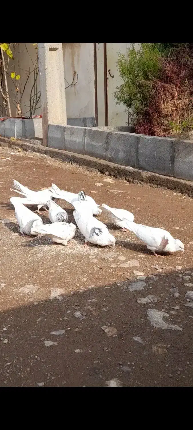 کبوتر طوقی وتارانی|پرنده|جوانرود, |دیوار