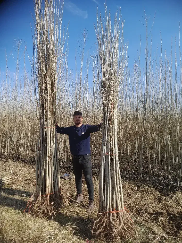 ارائه انواع نهال صنوبر ونهال میوه|خدمات باغبانی و درختکاری|نورآباد ممسنی, |دیوار