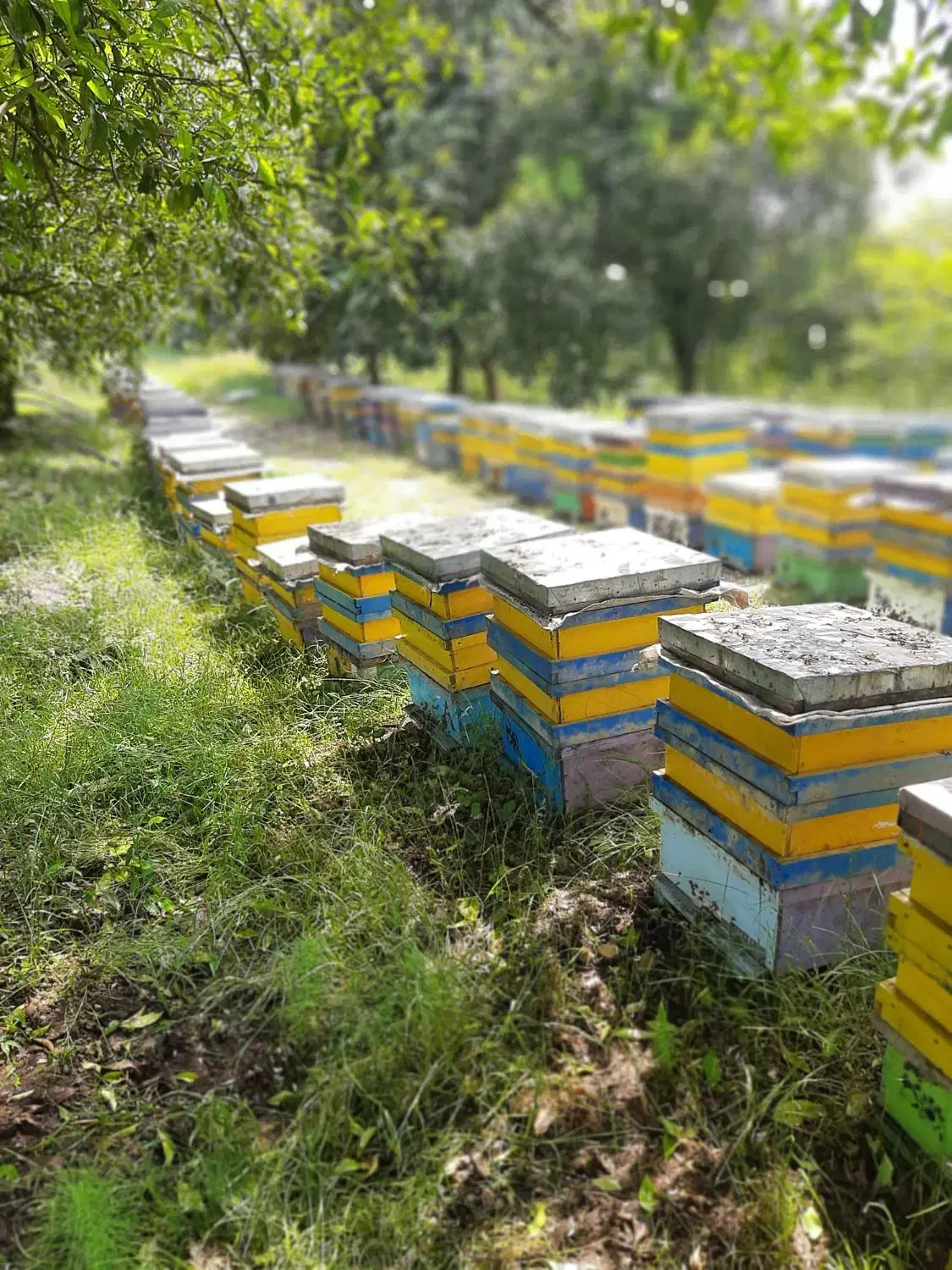 عسل طبیعی و تغذیه ژل رویال گرده گل، کره محلی|خوردنی و آشامیدنی|اردبیل, |دیوار