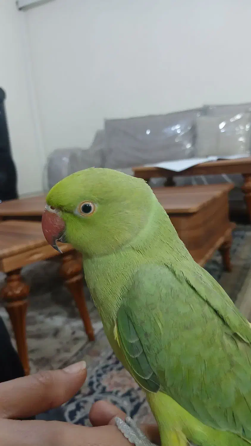 طوطی ملنگو|پرنده|امیدیه, |دیوار