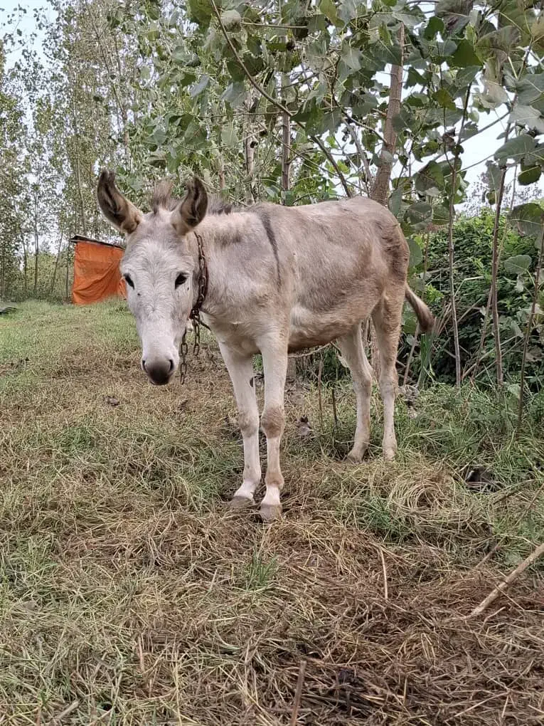 الاغ ماده|حیوانات مزرعه|رحیمآباد, |دیوار