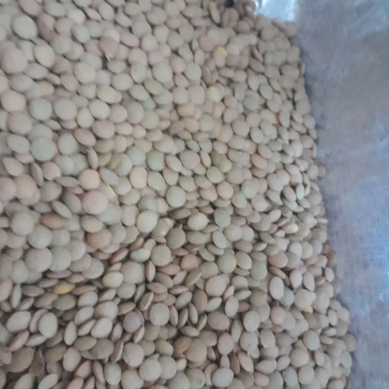 حبوبات|خوردنی و آشامیدنی|مرودشت, ژیان|دیوار