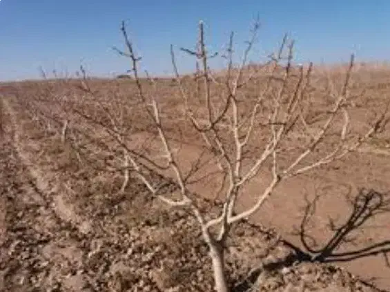 حرس و پیوند انگور وتمام|خدمات باغبانی و درختکاری|تربتحیدریه, مورشک|دیوار