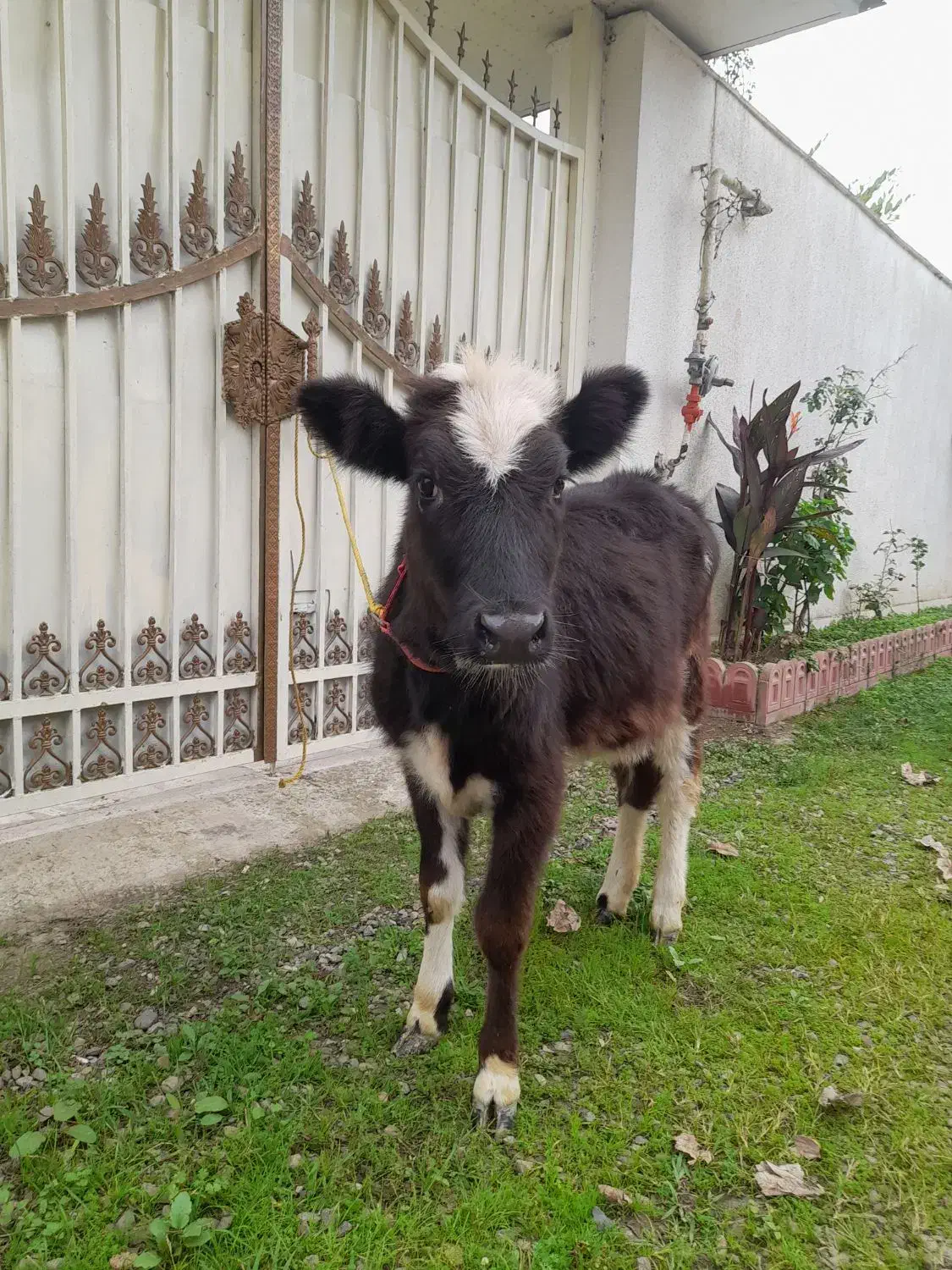 لیشه گاودورگ ۵ماهه خوش خوراک وسلامت|حیوانات مزرعه|صومعه‌سرا, |دیوار