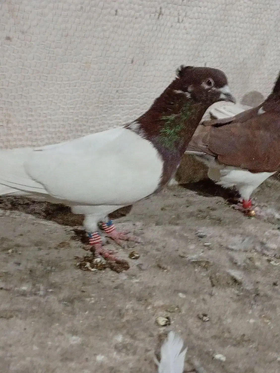 کبوتر آنتیک|پرنده|خرم‌آباد, |دیوار