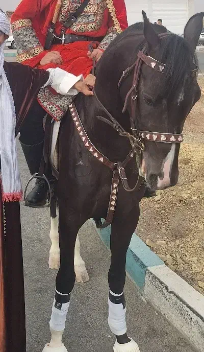 نریان سواری دار نقد و اقساط|اسب و تجهیزات اسبسواری|یزد, |دیوار