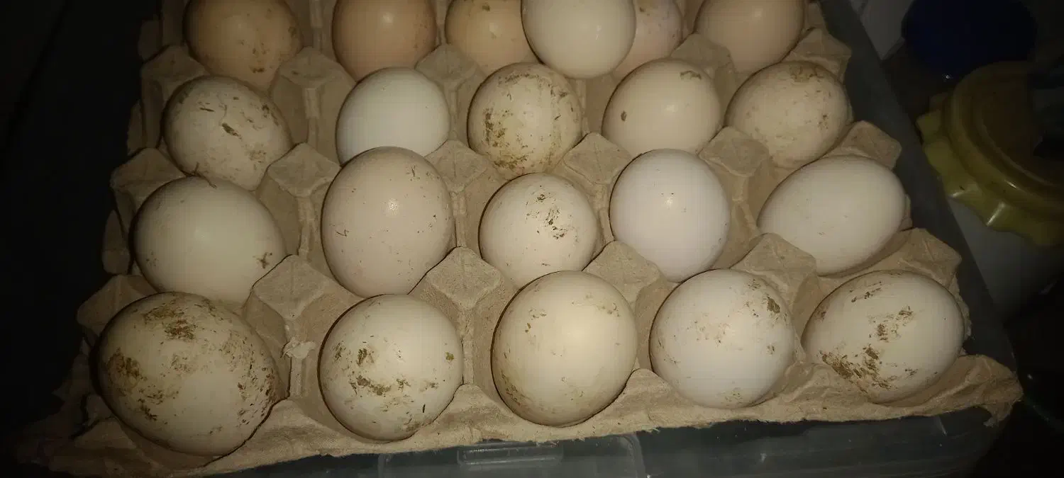 تخم مرغ لاری|حیوانات مزرعه|کردکوی, |دیوار