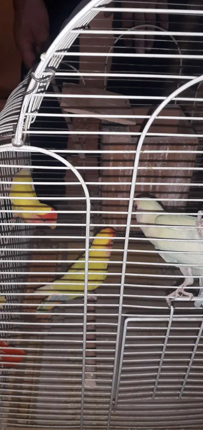 ۱۰عدد کوتوله برزیلی|پرنده|اصفهان, قهاب جنوبی|دیوار