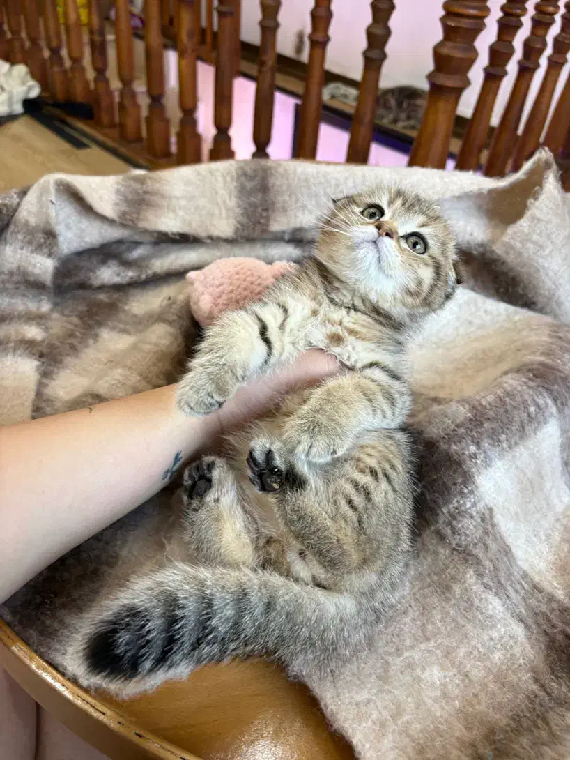 اسکاتیش گلد ماربل و گلد ۱۱|گربه|لاهیجان, شیشه گران|دیوار