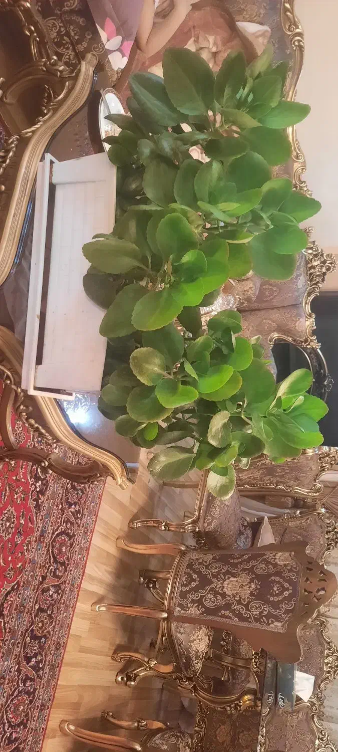 گل قاشقی|گل و گیاه طبیعی|تبریز, |دیوار