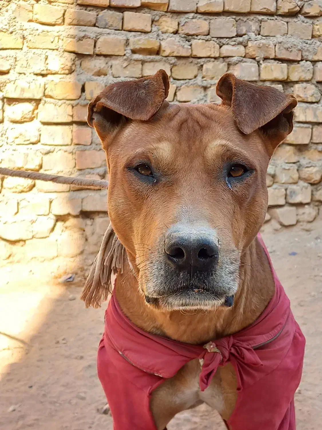 واگزاری سگ پیتبول|سگ|خضر آباد, |دیوار