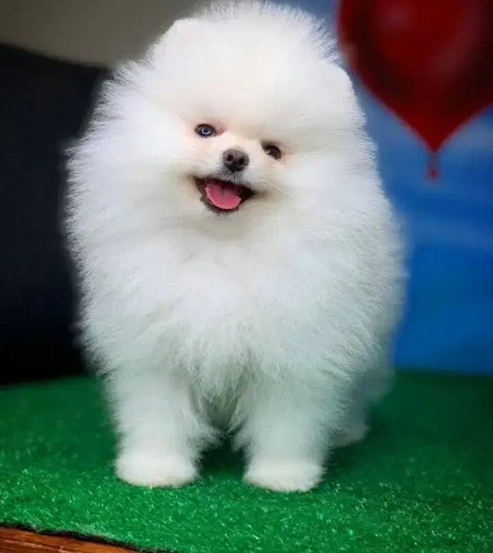 فرروش بدون واسطه توله پوی مینیاتوری و پامرانیین|سگ|اصفهان, جلفا|دیوار