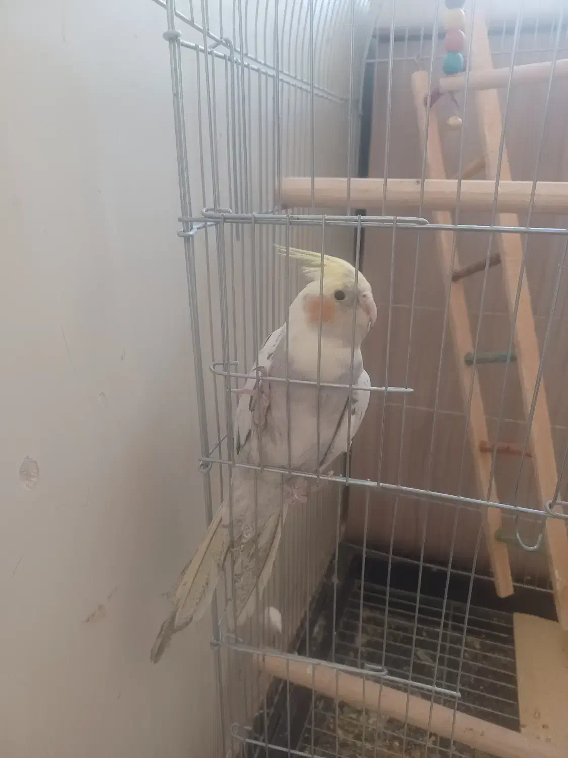 عروس هلندی|پرنده|اصفهان, برازنده|دیوار