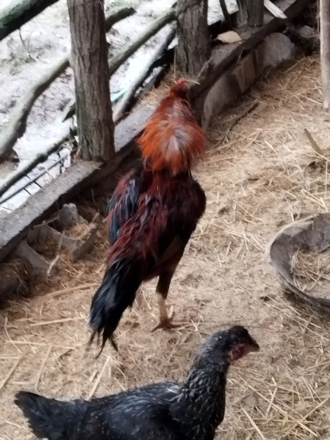 فروش خروس لاری|حیوانات مزرعه|احمدسرگوراب, |دیوار