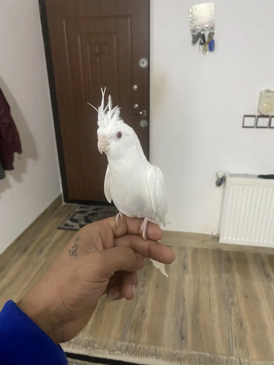 عروس هلندی|پرنده|ساری, |دیوار