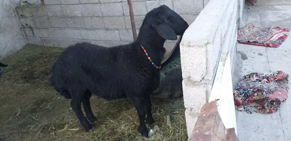 دوتا گوسفند دامازلخ درجه یک|حیوانات مزرعه|بکتاش, |دیوار
