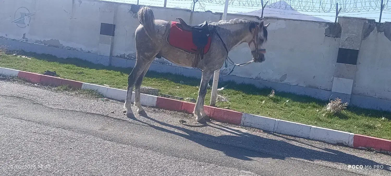 اسب|اسب و تجهیزات اسبسواری|سنندج, |دیوار