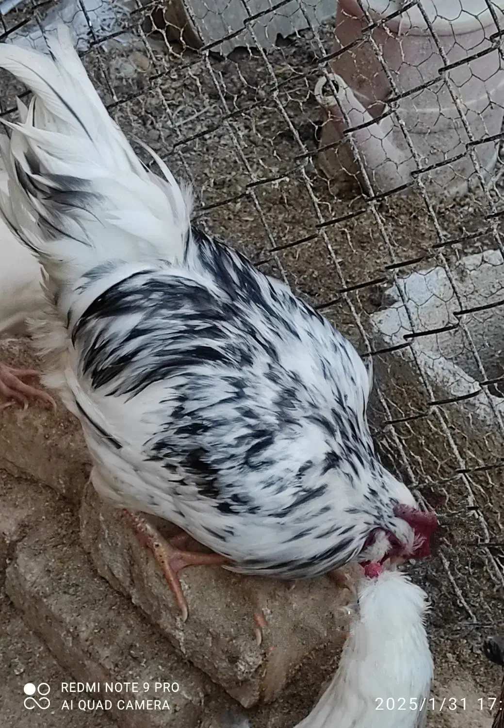 تخم مرغ نطفه دار گلین با ضمانت نود درصد|حیوانات مزرعه|شهرکرد, |دیوار