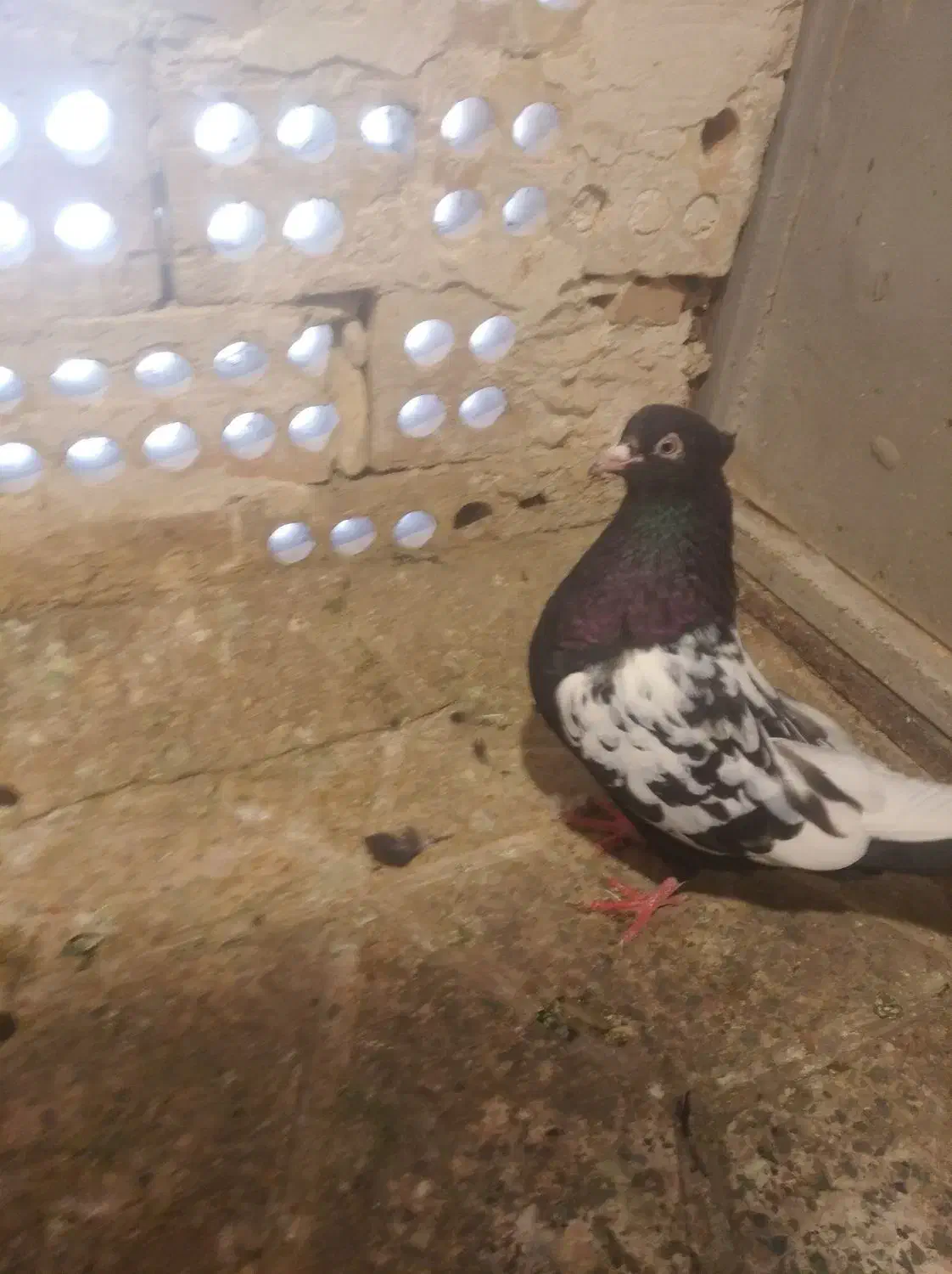 سینه سیاه|پرنده|مشهد, هفده شهریور|دیوار