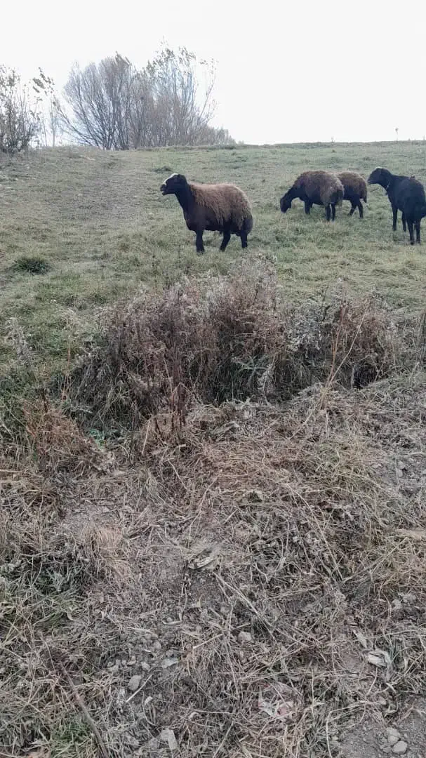 قوچ سه ساله|حیوانات مزرعه|سرعین, |دیوار