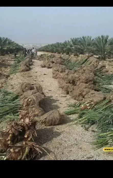 معاوضه فسیل کلوته با بذر یونجه محلی|گل و گیاه طبیعی|جیرفت, |دیوار