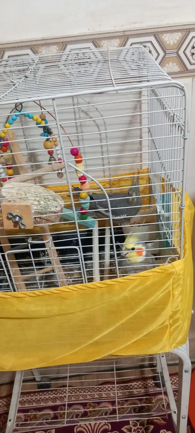 عروس،هلندی|پرنده|گلستان (تهران), |دیوار