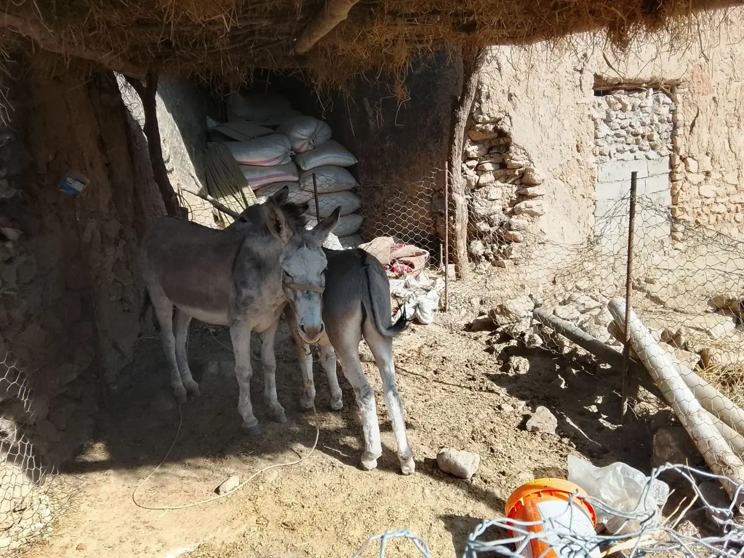 اگهی|حیوانات مزرعه|ویسیان, |دیوار