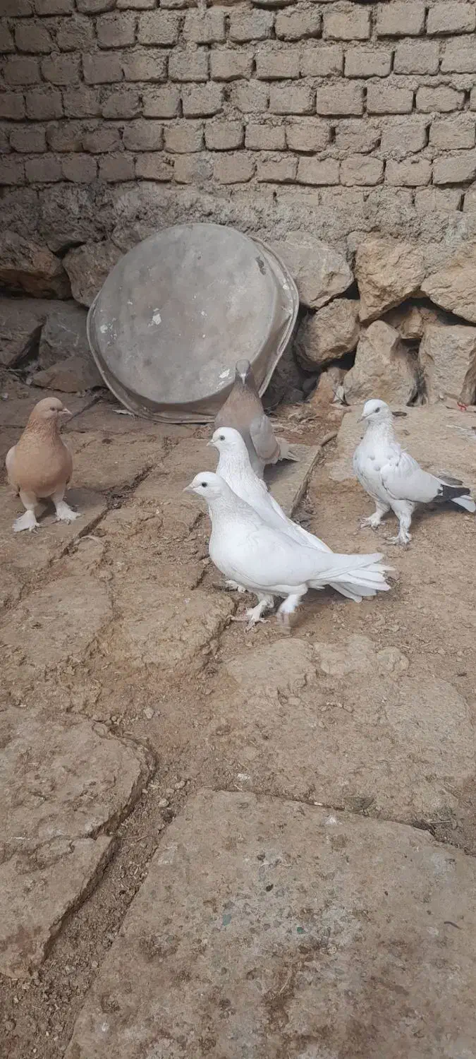 کبوتر سفید وزرد|پرنده|شهرکرد, |دیوار