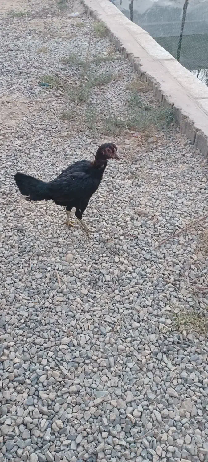 مرغ لاری شامو اوشامو افغان|حیوانات مزرعه|تهران, تهرانسر مرکزی|دیوار