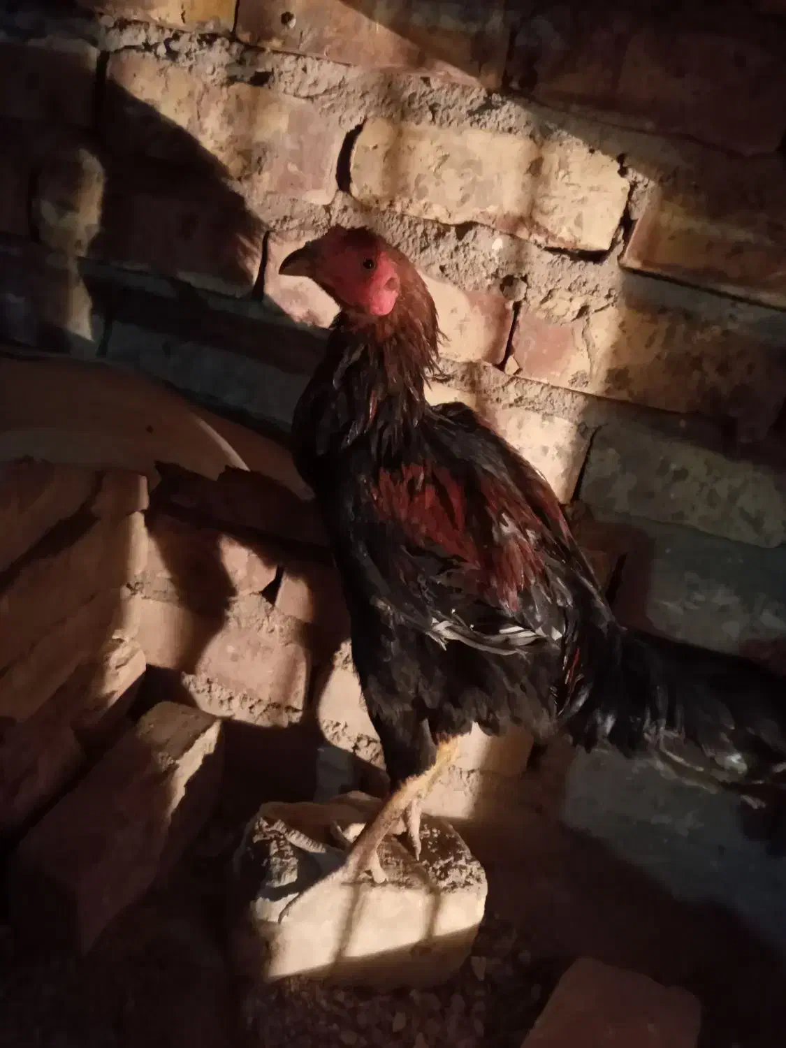 حراج خروس لاری و مرغ|حراج|زابل, |دیوار