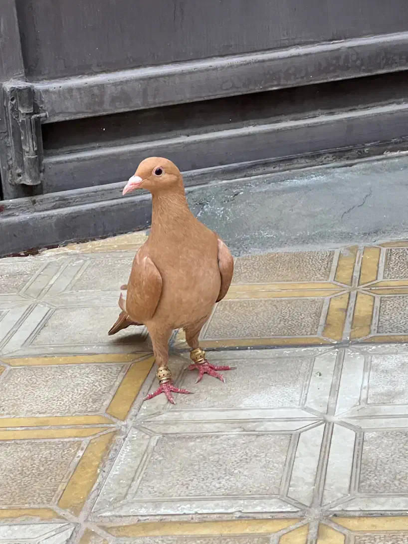 ماده زرد کرمونی|پرنده|تربتحیدریه, داروپخش|دیوار