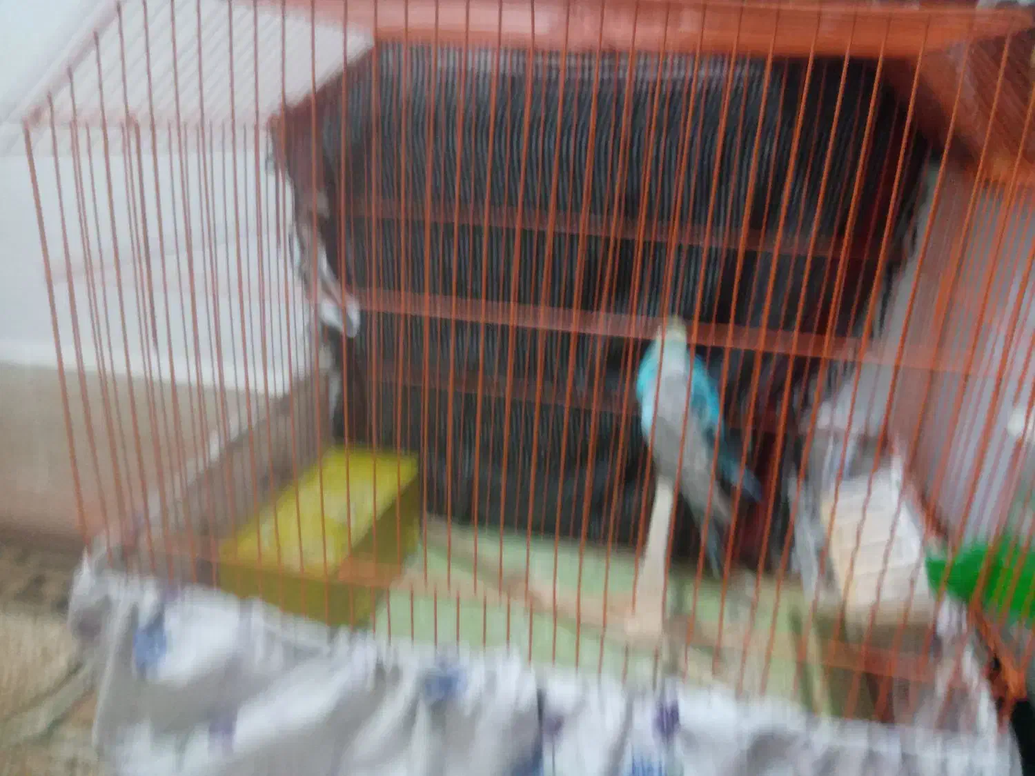 یک جفت مرغ عشق|پرنده|کوهدشت, |دیوار