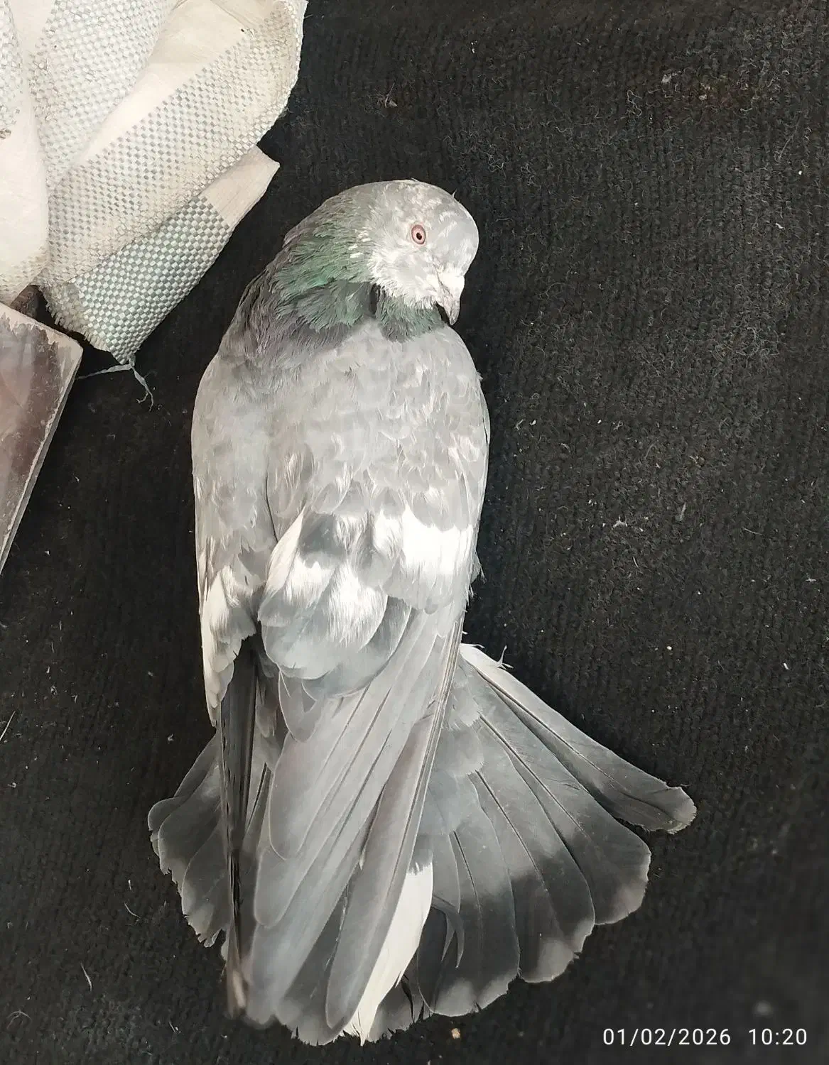 کبوترپرشی|پرنده|مشکین‌دشت, |دیوار