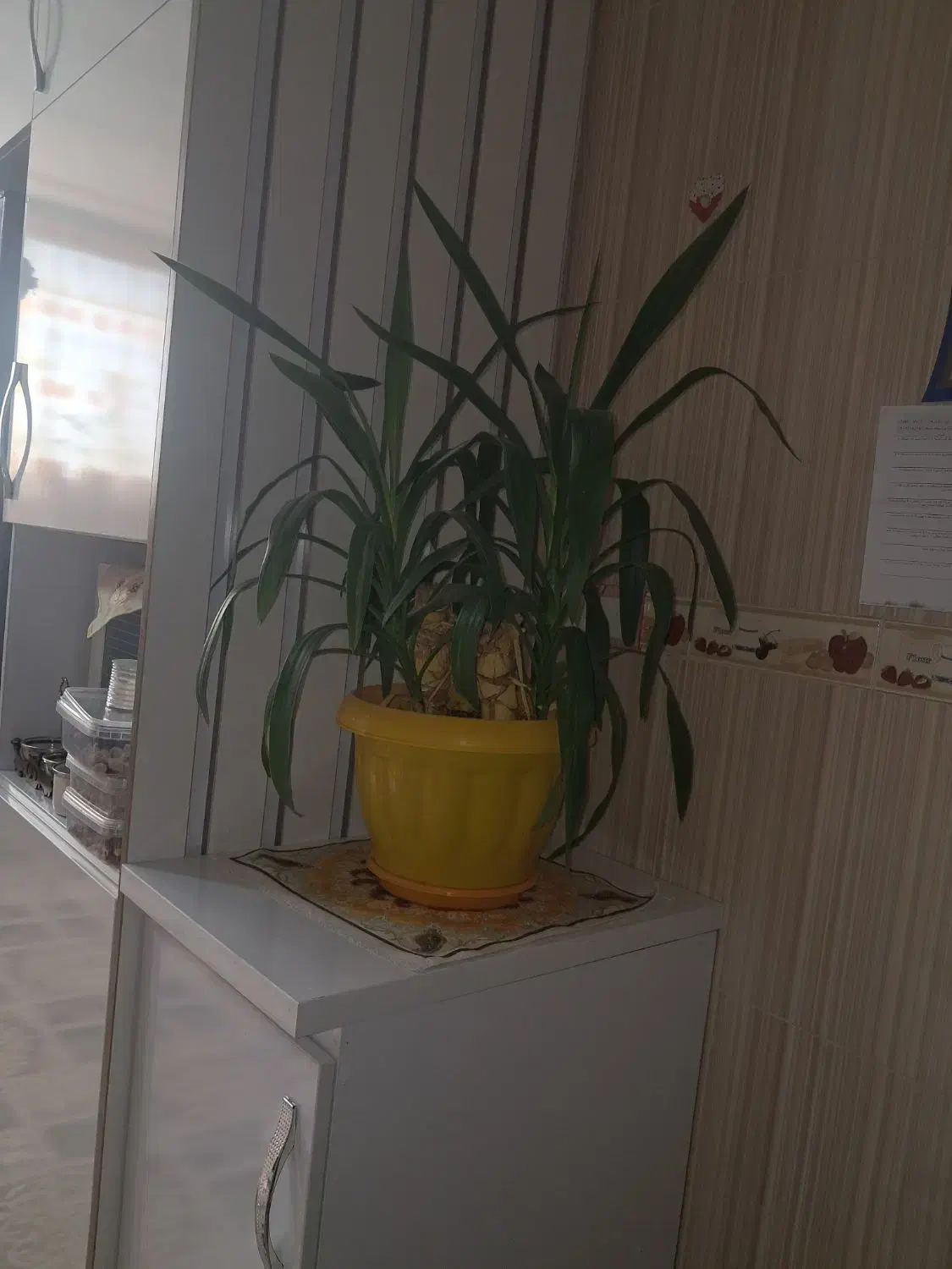 درخت چه|گل و گیاه طبیعی|شاهرود, |دیوار