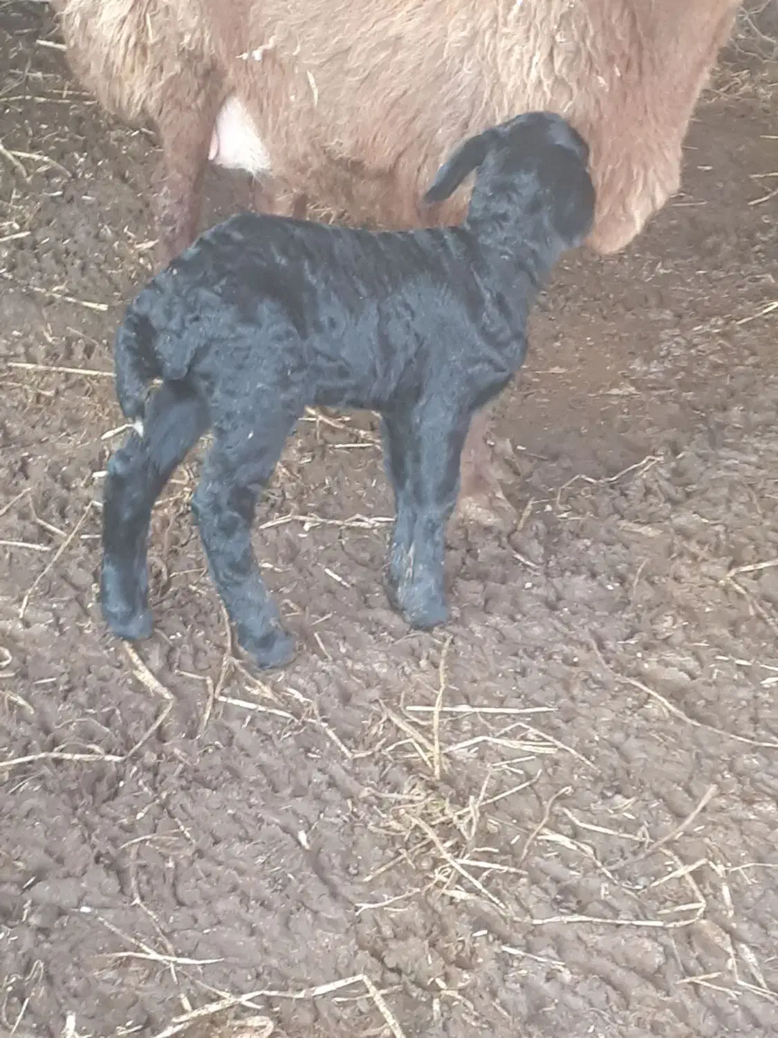 قوچ همو دوساله|حیوانات مزرعه|جلگه شوقان, |دیوار