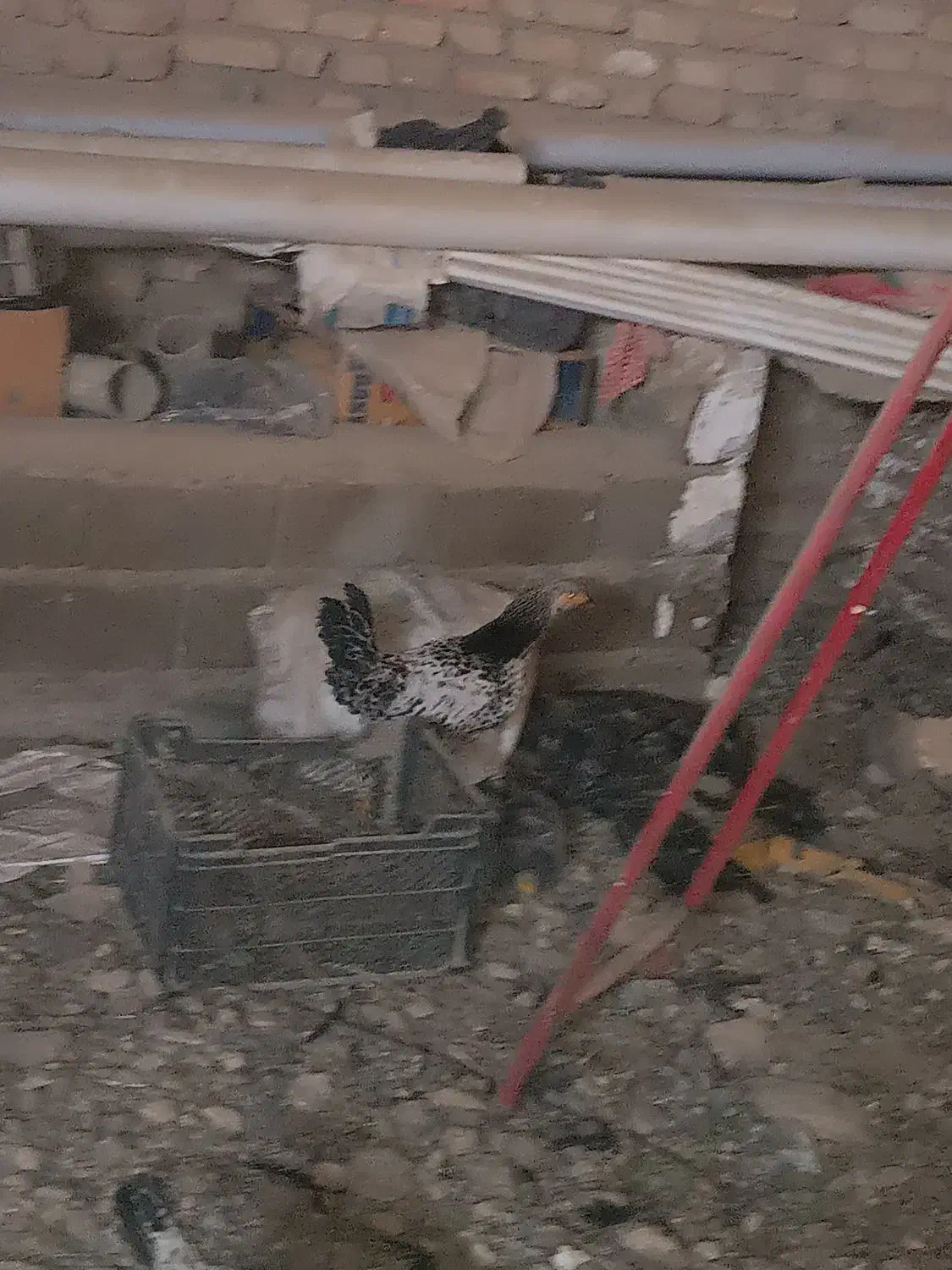 خروس جوجه|حیوانات مزرعه|نقده, |دیوار