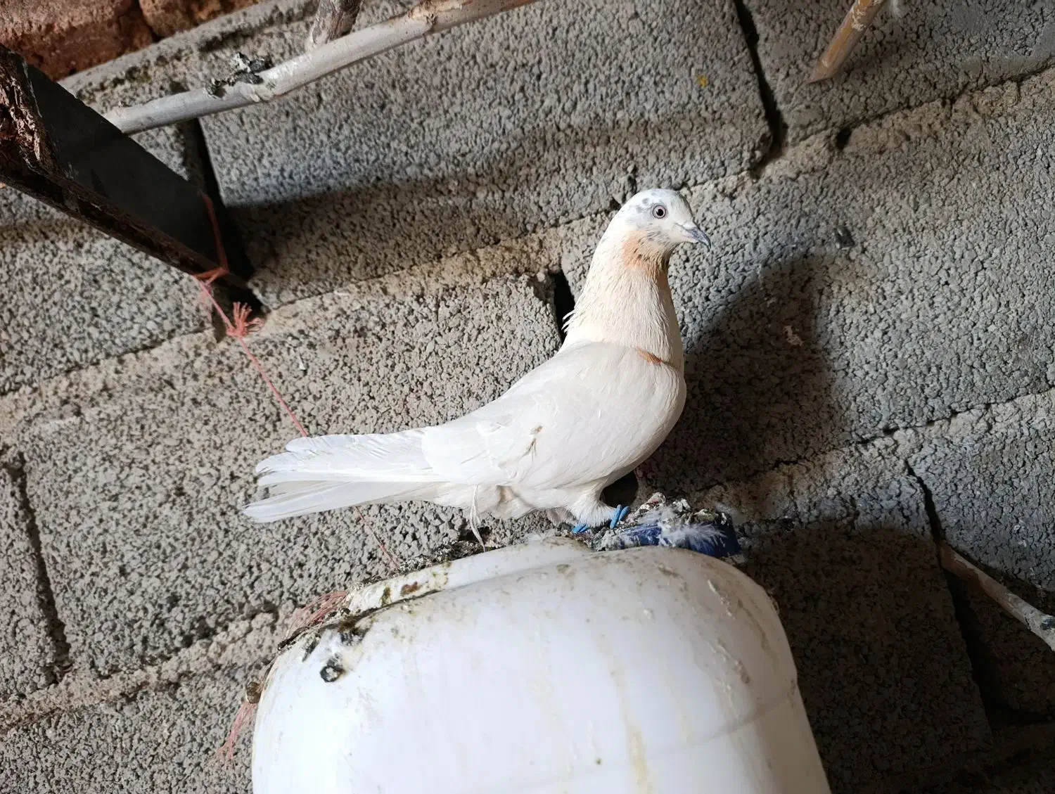 دوتاکفتر غریب گیری تهرانی|پرنده|کوهسار (البرز), |دیوار