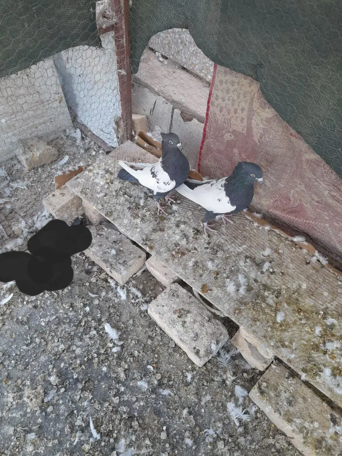 نروماده سینه ایی به فروش می‌رسد|پرنده|بافق, |دیوار