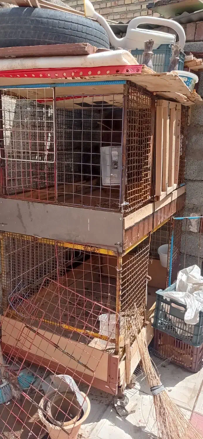 گنجه مرغ خروس|لوازم جانبی حیوانات|کوهسار (آذربایجان), |دیوار