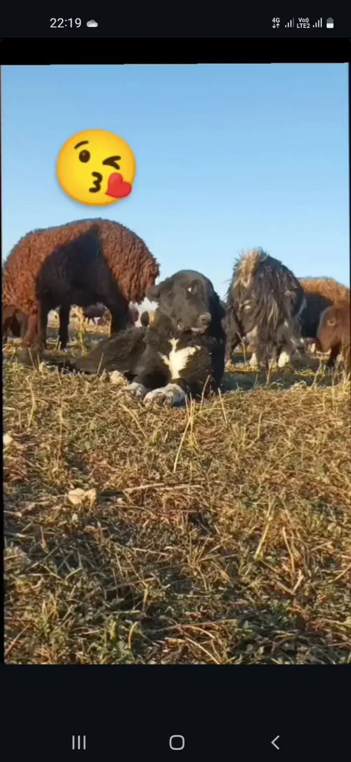 سگ قدرجونی|سگ|داران, |دیوار