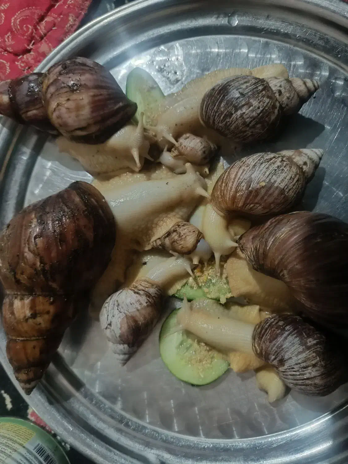 حلزون جوجه و مولد اچاتینا و البینو تخم گذار بزرگ|خزنده|همدان, |دیوار