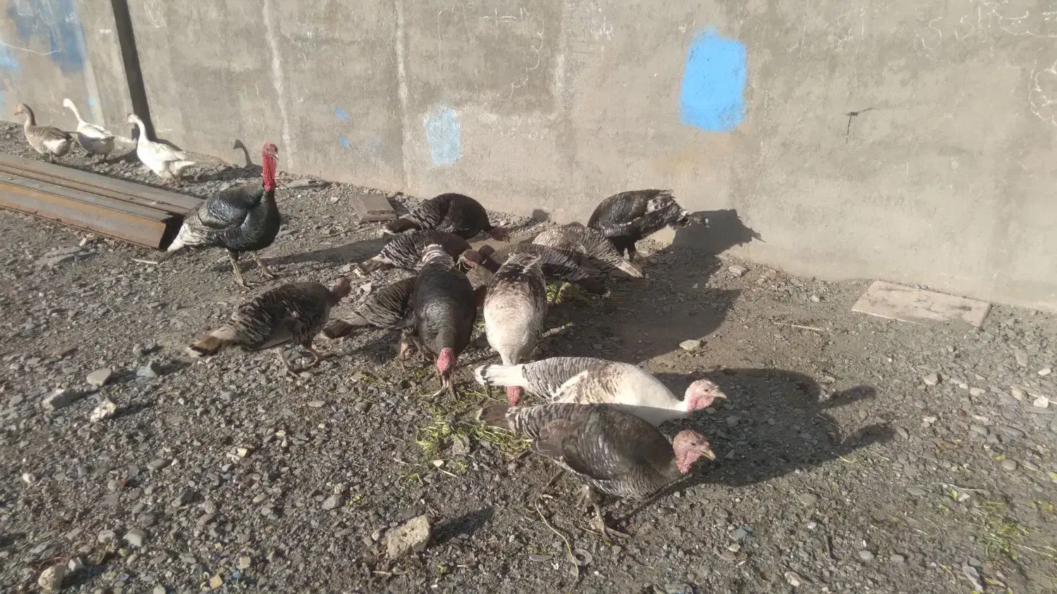 بوقلمون|حیوانات مزرعه|مشهد, نوید|دیوار