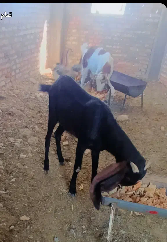 بزمری ....ونری|حیوانات مزرعه|زاهدان, |دیوار