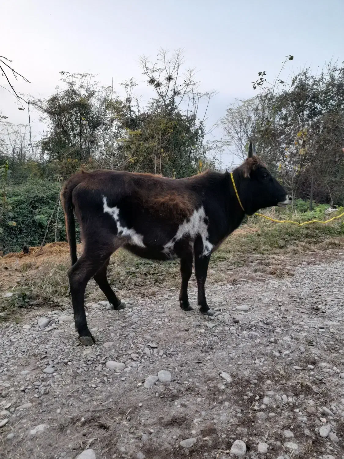 گاو ورزا کوله لیشه|حیوانات مزرعه|سنگر, |دیوار