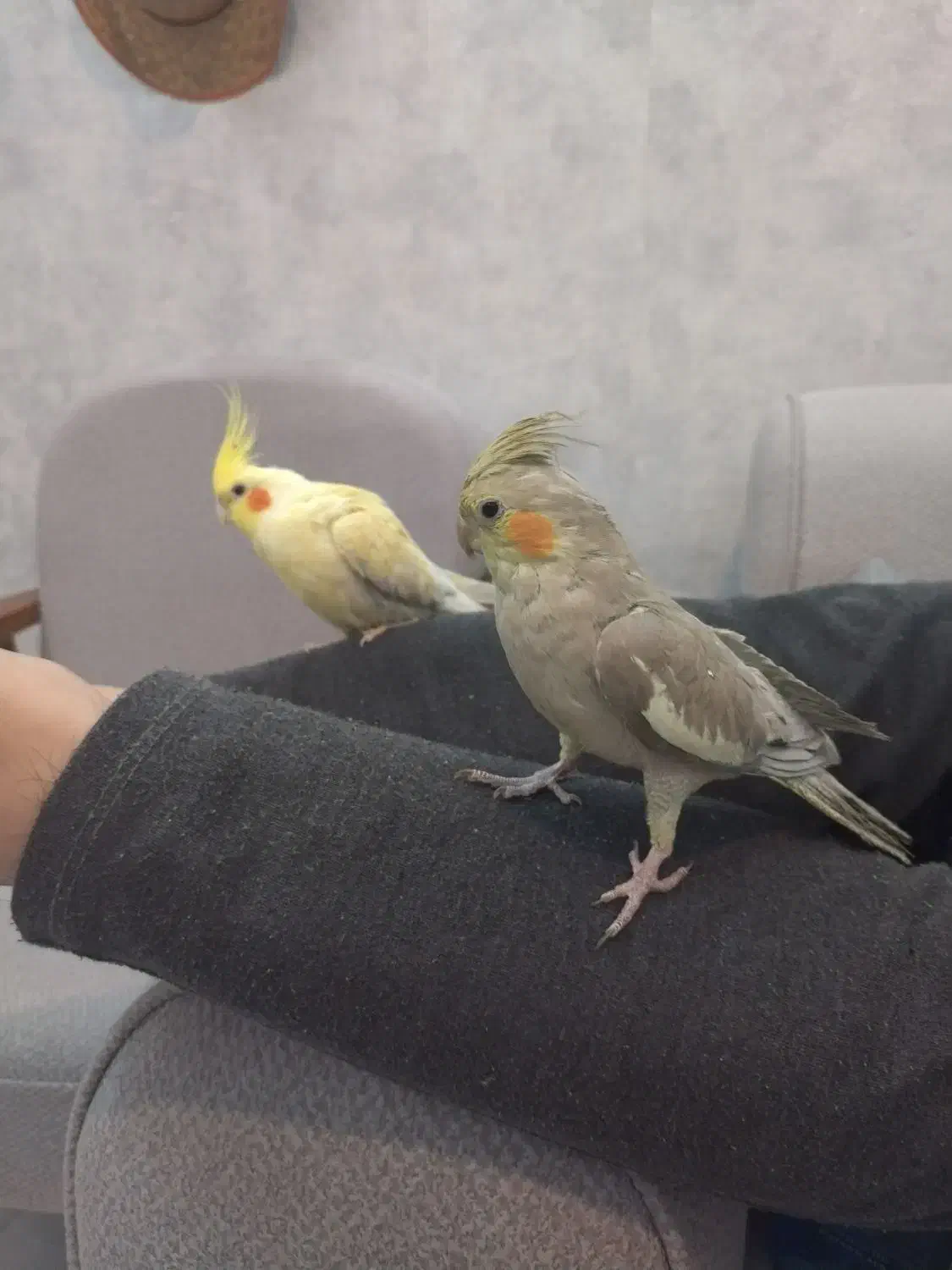 عروس هلندی نر و ماده|پرنده|شهرضا, |دیوار