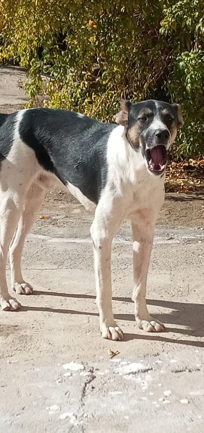 واگذاری توله ۸ماهه|سگ|قم, الغدیر|دیوار