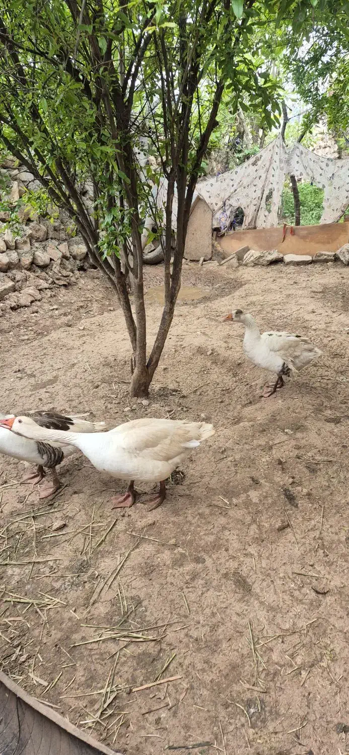 غاز|حیوانات مزرعه|خرم‌آباد, |دیوار